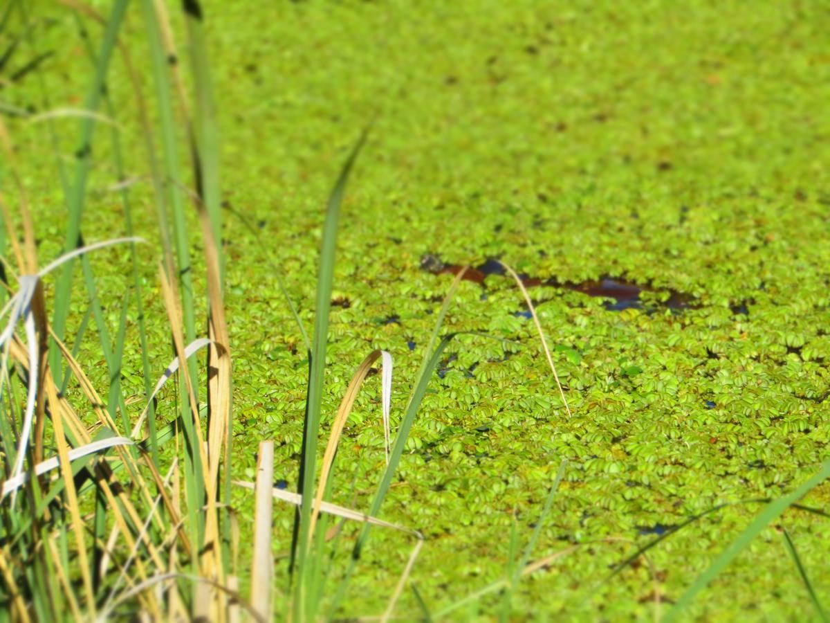 Arandu Ecolodge Colonia Carlos Pellegrini  Eksteriør bilde